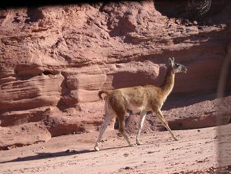 IMG_1286 Vicuna.11.JPG